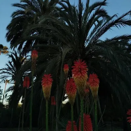 Daire Duplex Spagiari *